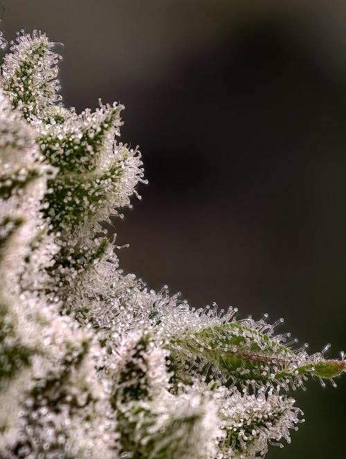 Biotabs Growers Interview. Week 11