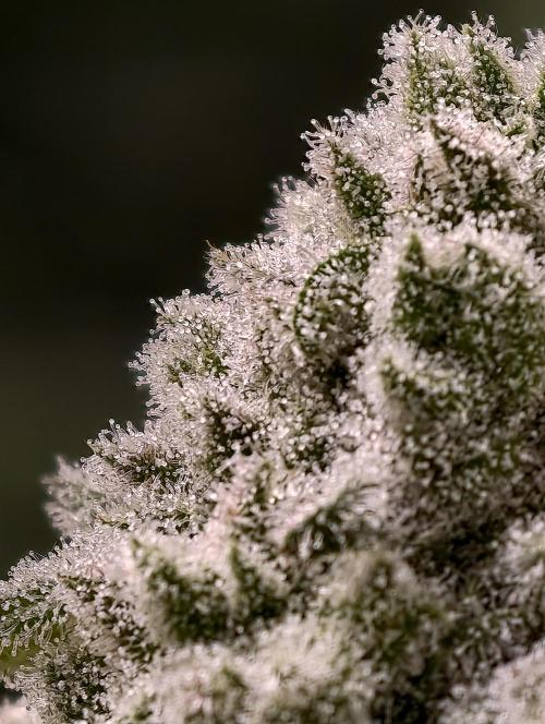 Biotabs Growers Interview. Week 11