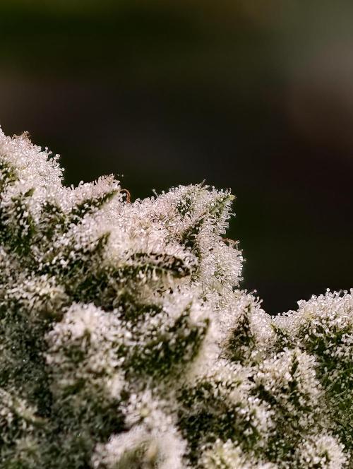 Biotabs Growers Interview. Week 11