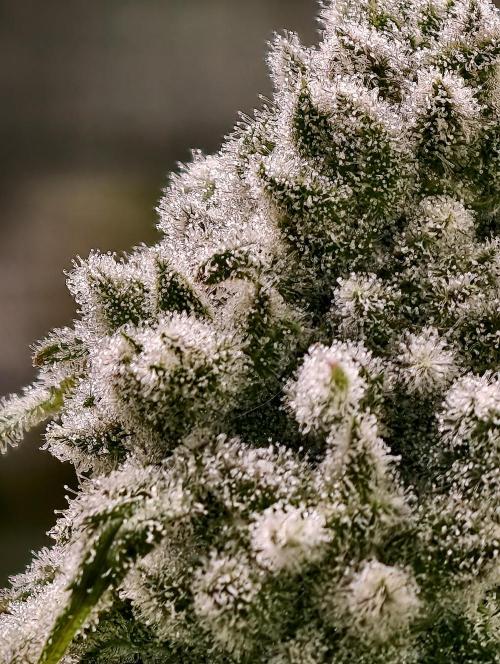 Biotabs Growers Interview. Week 11