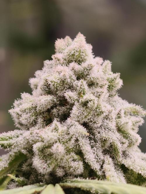 Biotabs Growers Interview. Week 11