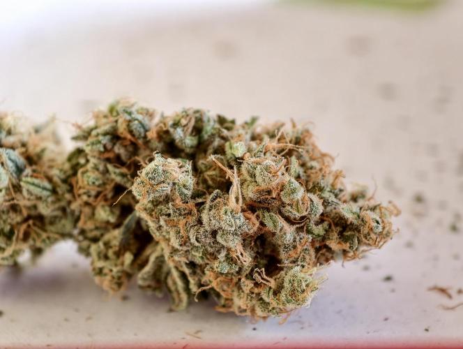 F025 Dutch Passion test strain. Week 14