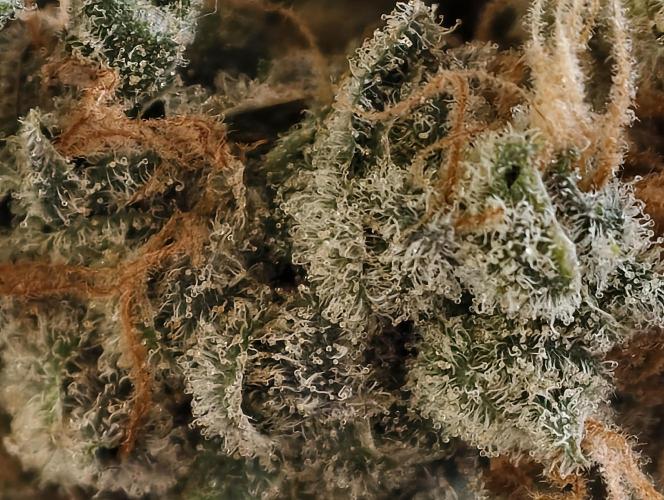 F025 Dutch Passion test strain. Week 14