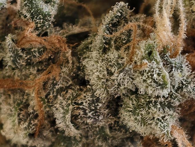 F025 Dutch Passion test strain. Week 14