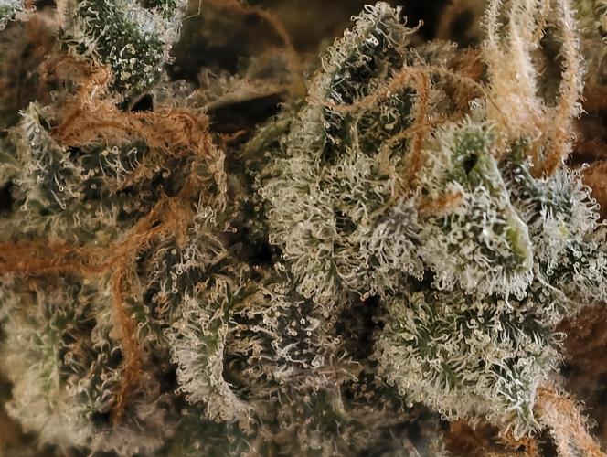 F025 Dutch Passion test strain. Week 14