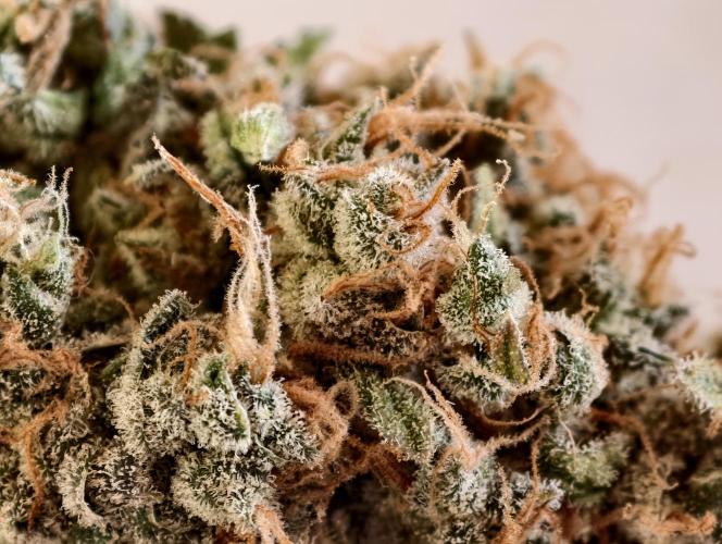 F025 Dutch Passion test strain. Week 14