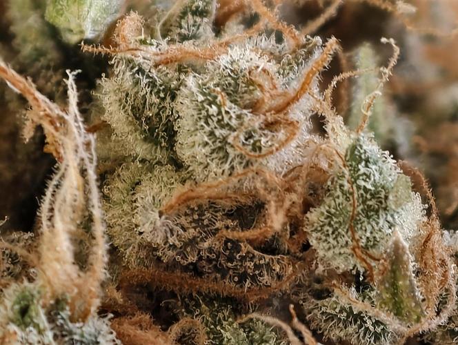 F025 Dutch Passion test strain. Week 14
