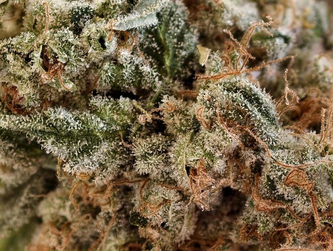 F026 Dutch Passion test strain. Week 14
