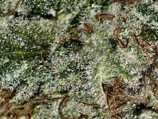 F026 Dutch Passion test strain. Week 14