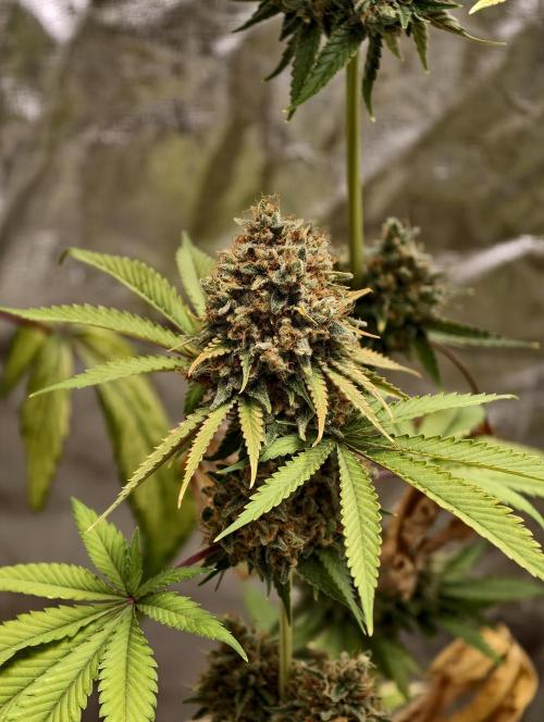 F026 Dutch Passion test strain. Week 14
