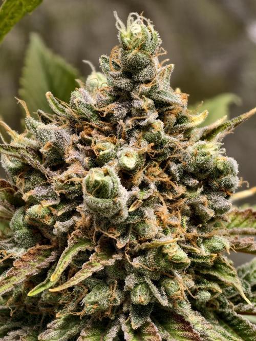 F026 Dutch Passion test strain. Week 14