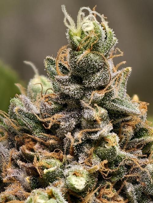 F026 Dutch Passion test strain. Week 14