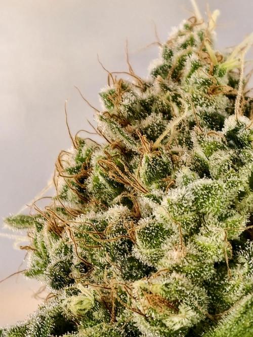 F027 Dutch Passion test strain. Week 14