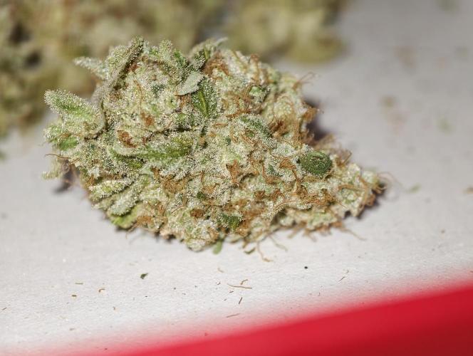 F027 Dutch Passion test strain. Week 14