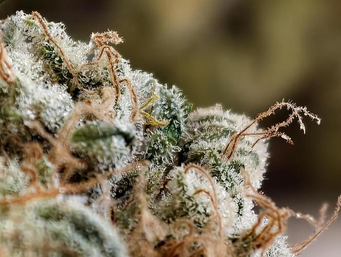 F027 Dutch Passion test strain. Week 14