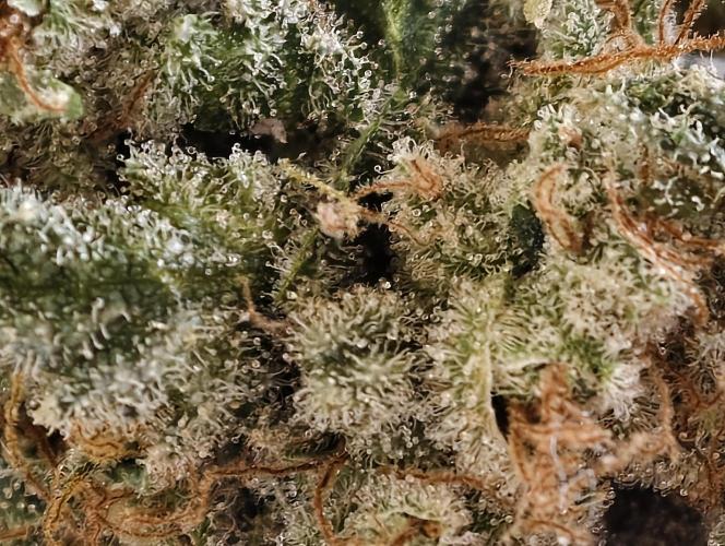 F027 Dutch Passion test strain. Week 14