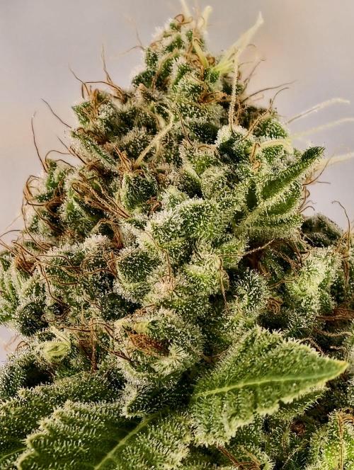 F027 Dutch Passion test strain. Week 14