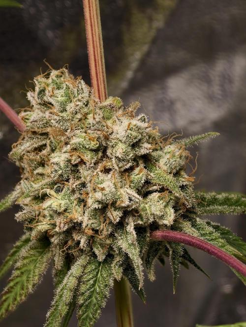 F028 Dutch Passion test strain. Week 14