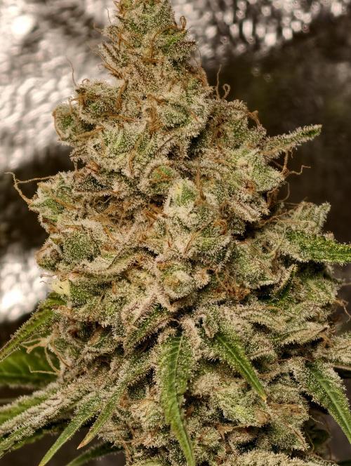 F028 Dutch Passion test strain. Week 14