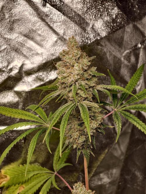 F028 Dutch Passion test strain. Week 14
