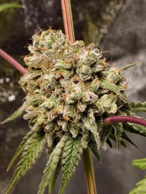 F028 Dutch Passion test strain. Week 14