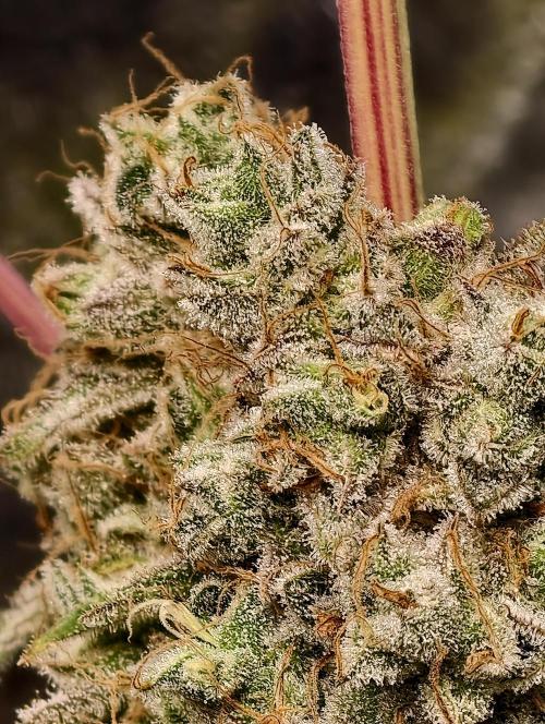 F028 Dutch Passion test strain. Week 14