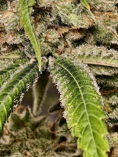 F028 Dutch Passion test strain. Week 14