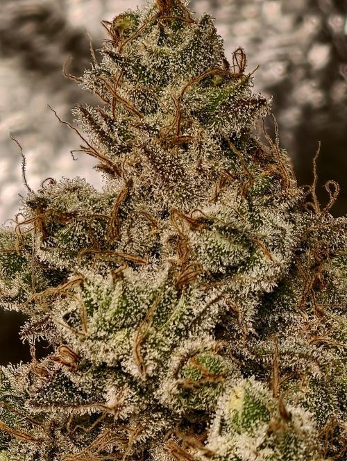 F028 Dutch Passion test strain. Week 14
