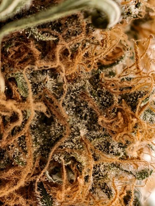 Poison cookies. Week 15