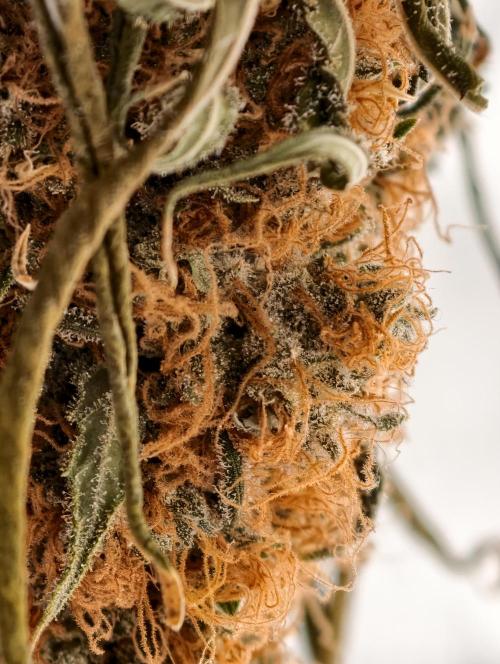 Poison cookies. Week 15