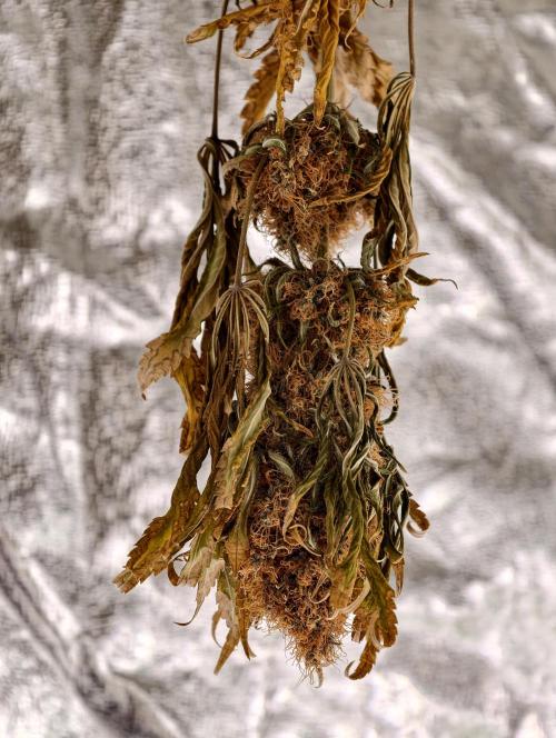 Poison cookies. Week 15