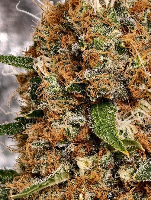 Poison cookies. Week 15