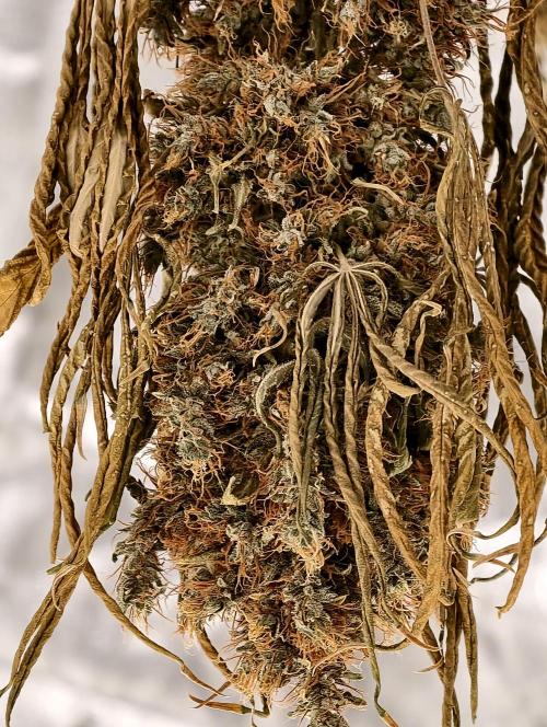 Orange Biscuit. Week 15
