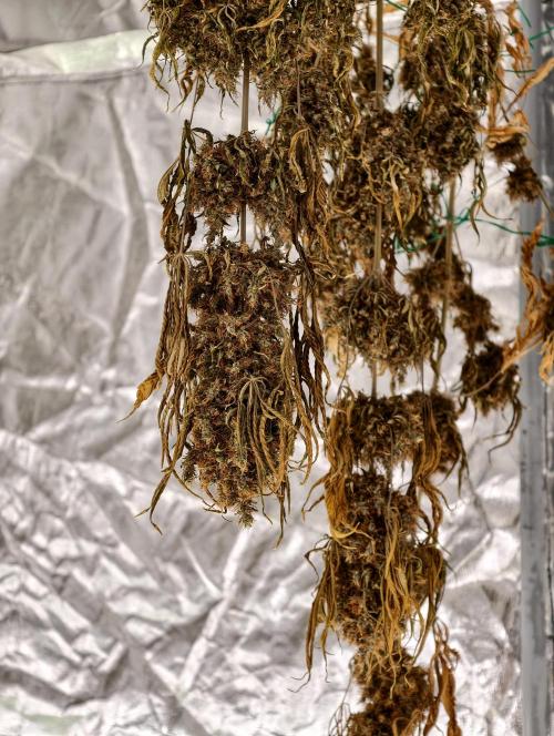 Orange Biscuit. Week 15