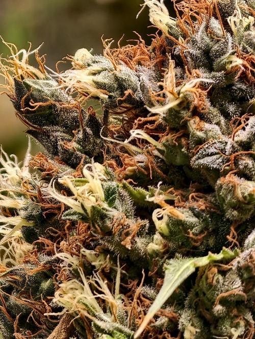 Orange Biscuit. Week 15