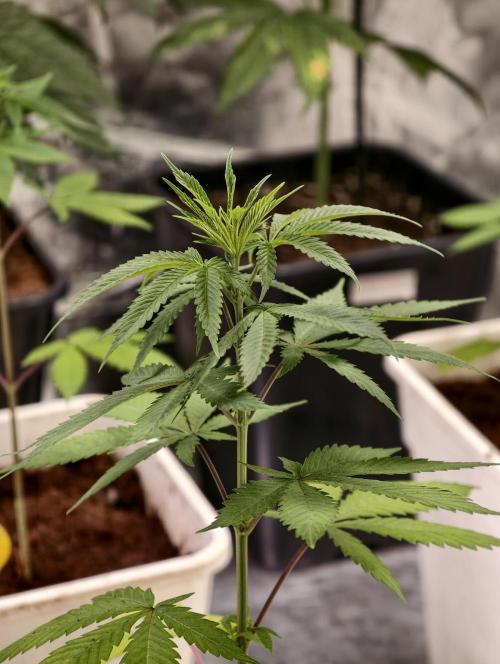 Banana Cream OG. Week 3