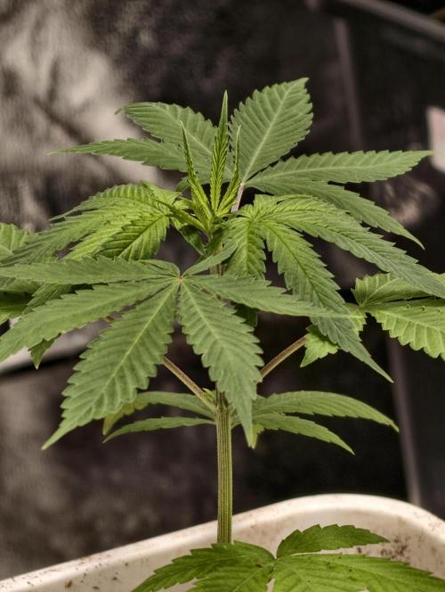 orange ooze. Week 3