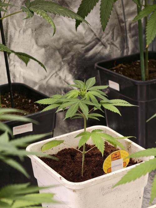 orange ooze. Week 3