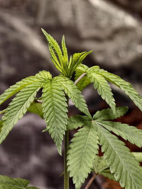 OG - SSSC Test Strain. Week 3