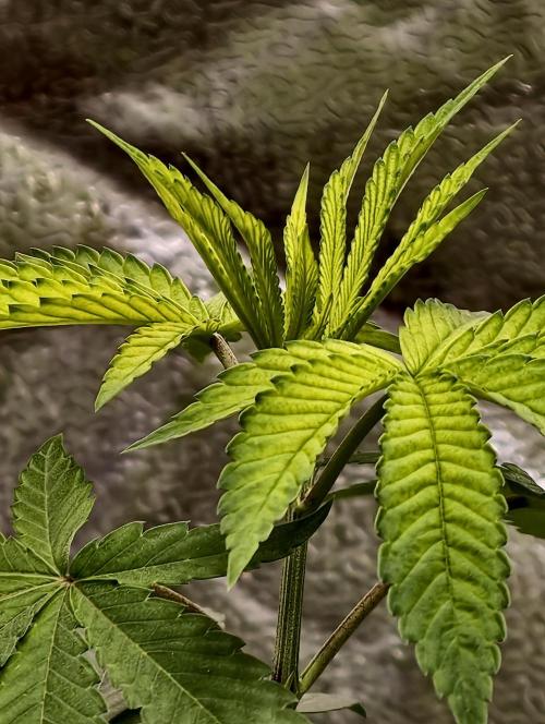 OG - SSSC Test Strain. Week 3