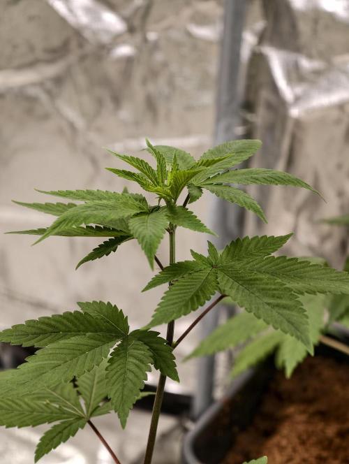 Triploid - SSSC Test Strain. Week 3