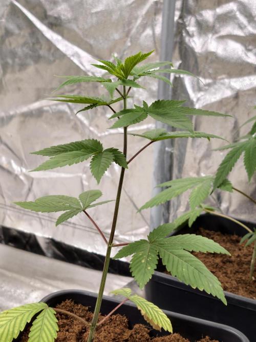 Triploid - SSSC Test Strain. Week 3