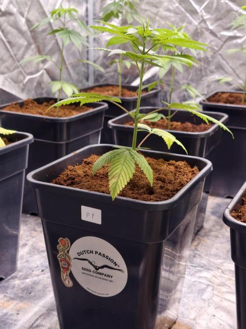 F1 Precision - SSSC Test Strain. Week 3