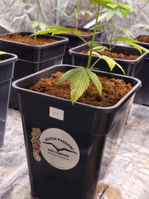 F1 Precision - SSSC Test Strain. Week 3