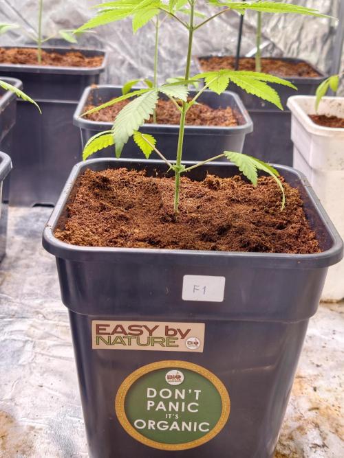 F1 Precision - SSSC Test Strain. Week 3