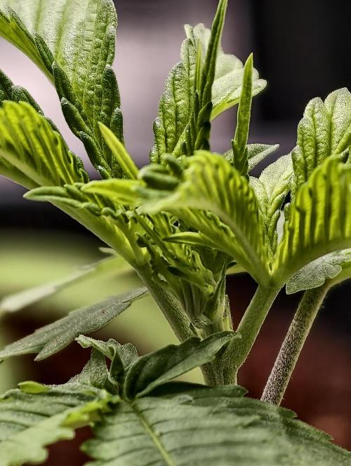 F1 Precision - SSSC Test Strain. Week 3