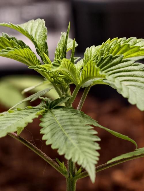 F1 Precision - SSSC Test Strain. Week 3