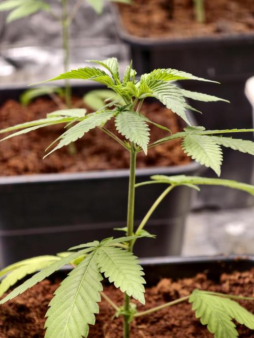 F1 Precision - SSSC Test Strain. Week 3