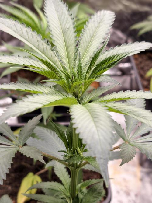 F1 Precision - SSSC Test Strain. Week 4
