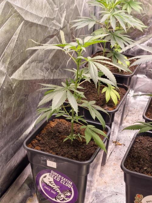 F1 Precision - SSSC Test Strain. Week 4